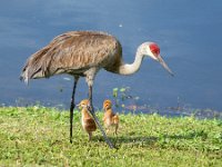 A1G6073c  Sandhill Crane (Antigone canadensis) - pair with 4-day-old colts